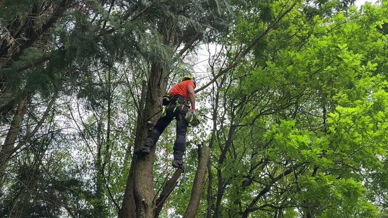 Best Utility Line Clearance  in Theresa, WI